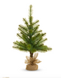 Potted Long Needle Pine Tree | 24.5"