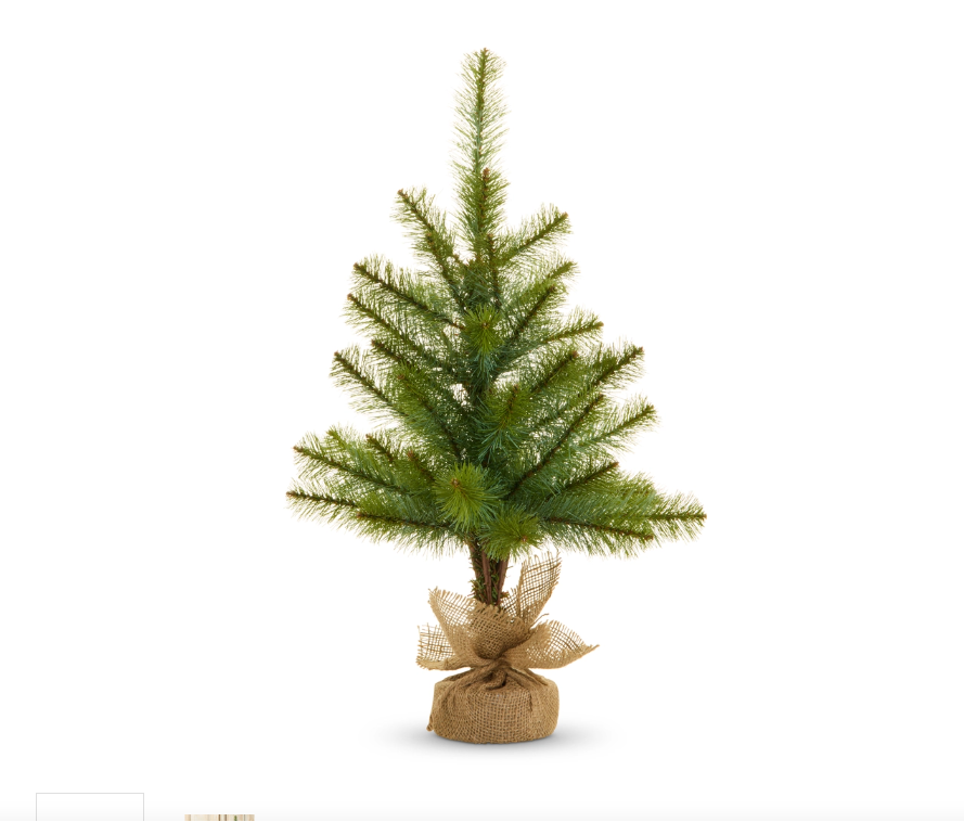 Potted Long Needle Pine Tree | 24.5"